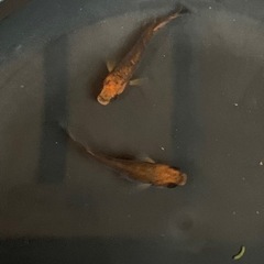 五式タイプrなどブラックリムめだか各種の画像