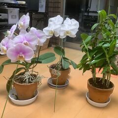 Aｰ胡蝶蘭白・胡蝶蘭ピンク・デンドロビューム・白