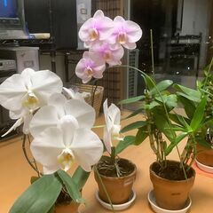 B-胡蝶蘭白・胡蝶蘭ピンク・デンドロビューム・白