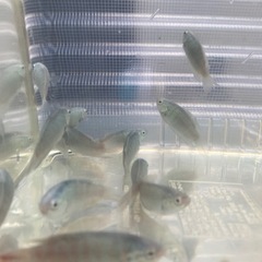 残り5匹限定　闘魚　大宜味ブルー3〜5cm前後　1匹〜