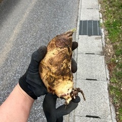 タケノコ　竹の子　筍　たけのこ　掘りたて！