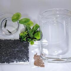 ◆◇ミナミヌマエビ ボトリウム◆◇生体2匹付きの画像
