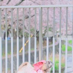 お申込期限：4/6(土)13時まで わんちゃんも連れていける🦮
...