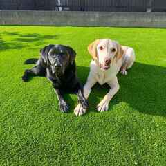 4月8日人工芝お手伝い！【日給12,000円当日現金払い】長久手市片平で人工芝のお手伝い募集（2名）の画像