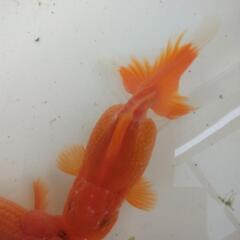 終わりました　オランダ獅子頭　(産卵中）　　　　の画像