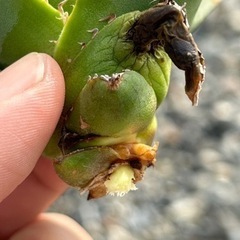 アガベ　チタノタ　ノーネームの画像