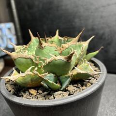 アガベチタノタ 黒犀牛　清櫻似