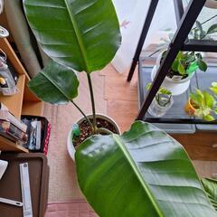 観葉植物　ストレチア