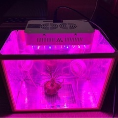 温室　サボテン　多肉植物　塊根植物の画像