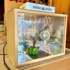 温室　サボテン　多肉植物　塊根植物