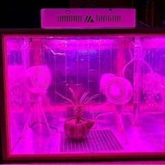 温室　サボテン　多肉植物　塊根植物の画像