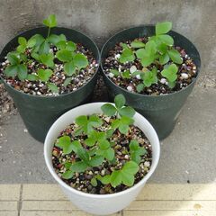 クリスマスローズ ２０２４年発芽苗の画像