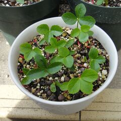 クリスマスローズ ２０２４年発芽苗の画像