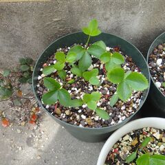 クリスマスローズ ２０２４年発芽苗の画像