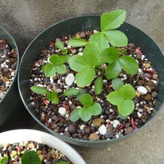 クリスマスローズ ２０２４年発芽苗の画像