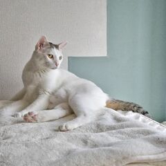 琥珀みたいな瞳の男の子 - 猫