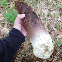 訳アリ筍　5本　9日受渡夕方の画像