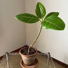 フィカス観葉植物