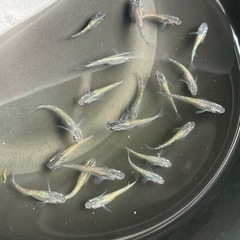 サファイアメダカ　15匹　めだか　メダカ