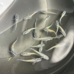 サファイアメダカ　15匹　めだか　メダカの画像