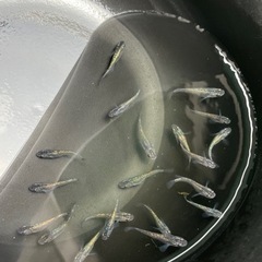 サファイアメダカ　15匹　めだか　メダカの画像