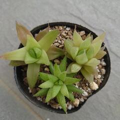 多肉植物　ハオルチア　3種　抜き苗