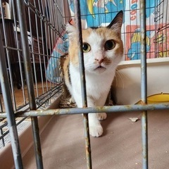 里親決まりました🫶🏻〜マンチカン風2歳の女の子
