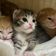 里親様決まりました　子猫生後1ヵ月