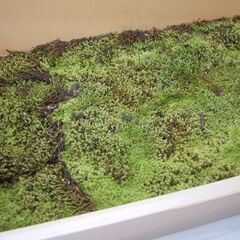 苔 スナゴケ 砂苔 縦25.5×横36.5cm 装飾資材 庭園材 アクアテラリウム Racomitrium japonicum　すな苔 コケリウム ☆ PayPay(ペイペイ)決済可能 ☆ 札幌市 豊平区 平岸 平岸店の画像