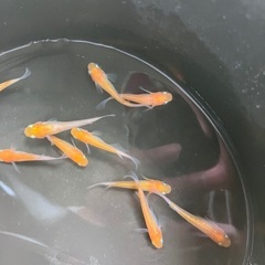 【取引中】紅白ラメ　メダカ　成魚　2ペア10匹の画像
