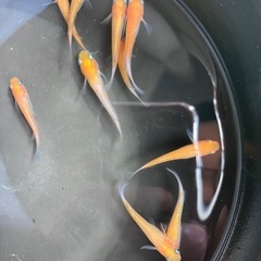 【取引中】紅白ラメ　メダカ　成魚　2ペア10匹の画像