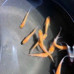【取引中】紅白ラメ　メダカ　成魚　2ペア10匹