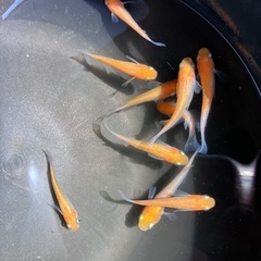 【取引中】紅白ラメ　メダカ　成魚　2ペア10匹の画像