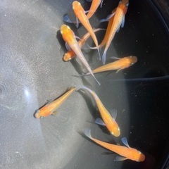 【取引中】紅白ラメ　メダカ　成魚　2ペア10匹の画像