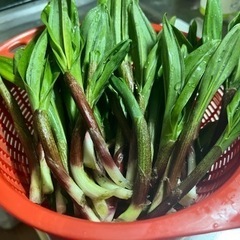 一緒に山菜採り行きませんか？