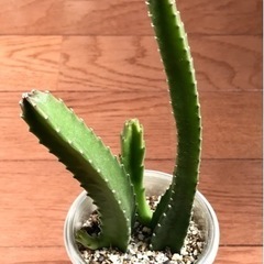 多肉　ガガイモ　王犀角①の画像