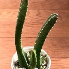 多肉　ガガイモ　王犀角①の画像