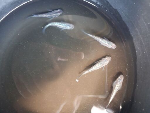 プラチナブルー　－輝き－