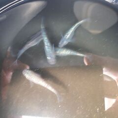 🐟プラチナブルー　－輝き－🐟の画像