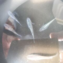 🐟プラチナブルー　－輝き－🐟の画像