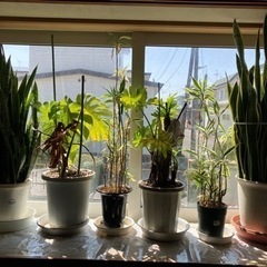 クンシラン、その他観葉植物