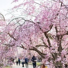 明日13:00から福岡城でお花見🌸