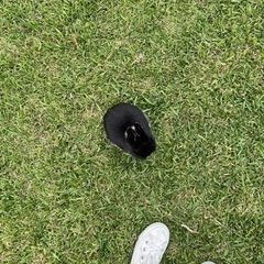 うさぎ　里親募集