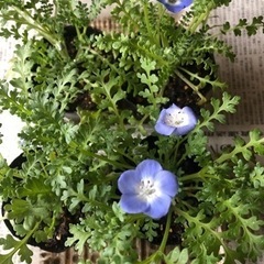 難あり　花の苗　数種類あります