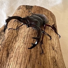 ボルネオ亜種エロンガトゥスフタマタ♂1♀2トリオ