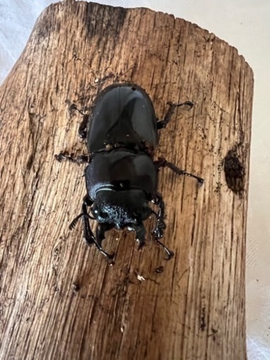 ボルネオ亜種エロンガトゥスフタマタ♂1♀2トリオ