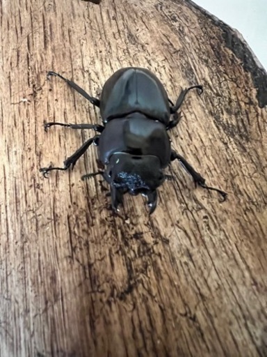 ボルネオ亜種エロンガトゥスフタマタ♂1♀2トリオ