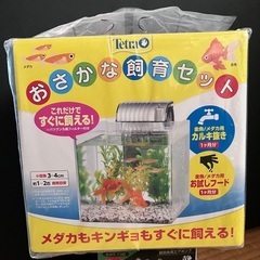 楊貴妃メダカ 10匹 水槽 など 5点セット メダカ めだか フ...