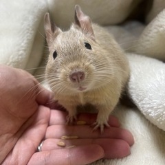 【相談中】デグー 里親募集