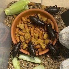 （爬虫類等の餌用）クロコオロギ